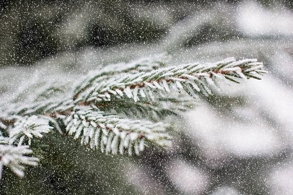 Fenyő Ágai Hóban Karácsonyfa Fehér Karácsonyi Ünnepek Háttér — Stock Fotó