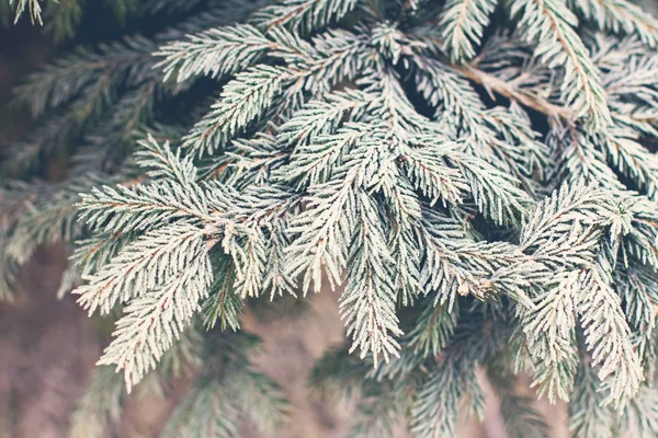 Spruce branches in the snow. Christmas tree on white.  Christmas Holidays Background