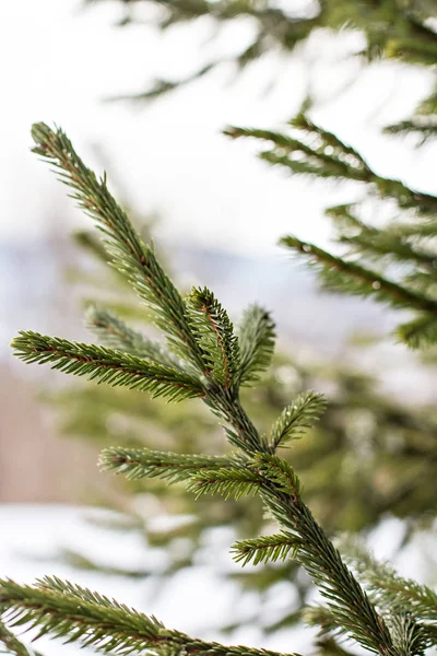 Spruce Grenar Snön Julgran Vitt Jul Semester Bakgrund — Stockfoto