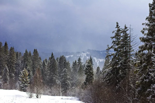 Winter Berglandschap Bergen Sneeuw Eerste Sneeuw Bergen Twilight Berg Weide — Stockfoto