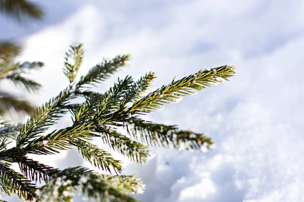 Ramos Abeto Neve Árvore Natal Branco Natal Feriados Fundo — Fotografia de Stock