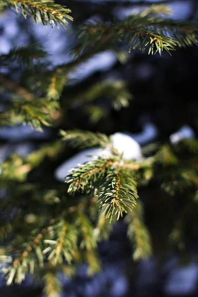 Ramos Abeto Neve Árvore Natal Branco Natal Feriados Fundo — Fotografia de Stock