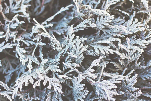 Fichtenzweige Schnee Weihnachtsbaum Auf Weiß Hintergrund Weihnachtsurlaub — Stockfoto