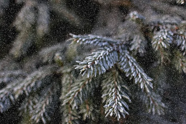 Rami Abete Rosso Nella Neve Albero Natale Bianco Vacanze Natale — Foto Stock