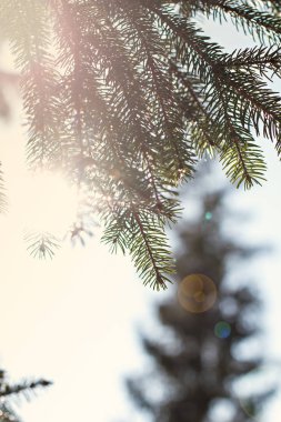 Çam dalları içinde belgili tanımlık kar. Beyaz Noel ağacına. Noel tatil arka plan 