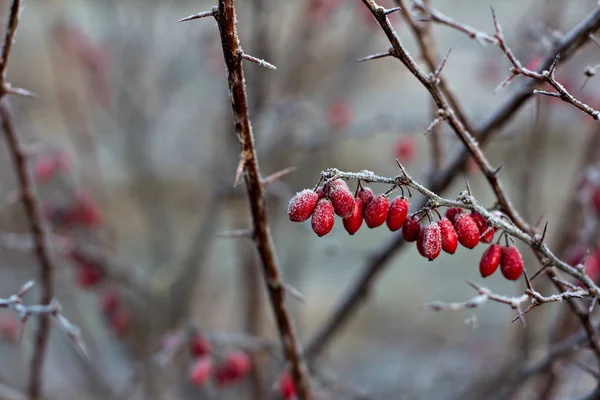 Kızamık Meyveler Kızamık Dalı Kızamık Frost Dalları Üzerinde Kış Arka — Stok fotoğraf