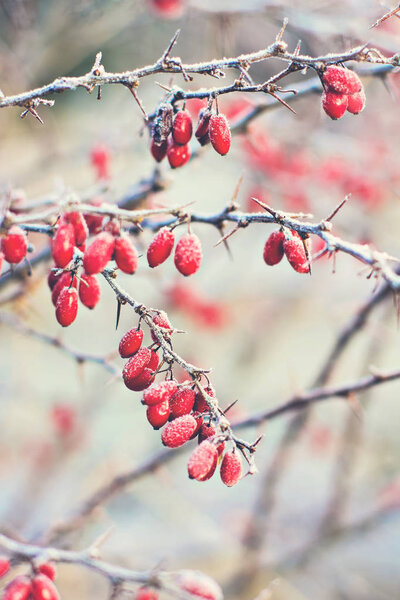 Berries of barberry. Barberry on the branch. Barberry in frost on branches. Winter background.