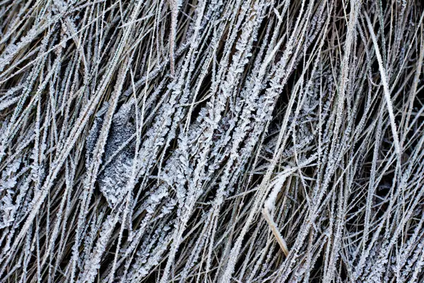 Frost Träd Vinter Bakgrund Rimfrost — Stockfoto