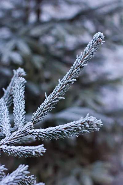 Rami Abete Rosso Nella Neve Albero Natale Bianco Vacanze Natale — Foto Stock