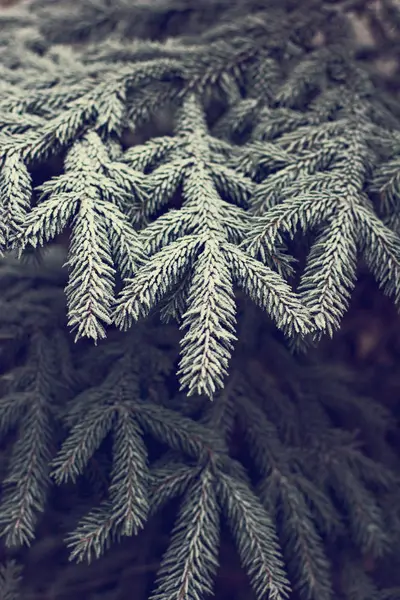 Des Branches Épinette Dans Neige Arbre Noël Sur Blanc Vacances — Photo