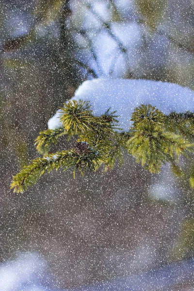 Des Branches Épinette Dans Neige Arbre Noël Sur Blanc Vacances — Photo