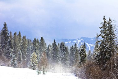 Kış dağ manzarası. Kar dağlarda. İlk kar dağlarda. Karpat Dağları'nda ilk buz kaplı dağ çayır üzerinde Alacakaranlık.