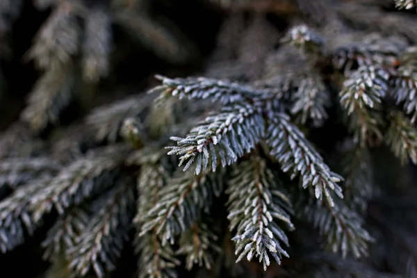 Des Branches Épinette Dans Neige Arbre Noël Sur Blanc Vacances — Photo