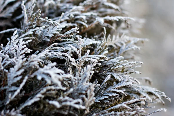 Świerk Oddziałów Śniegu Choinka Biały Tło Wakacje Christmas — Zdjęcie stockowe