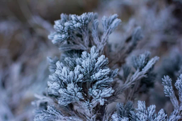 Çam Dalları Içinde Belgili Tanımlık Kar Beyaz Noel Ağacına Noel — Stok fotoğraf