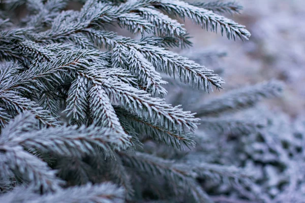 Rami Abete Rosso Nella Neve Albero Natale Bianco Vacanze Natale — Foto Stock