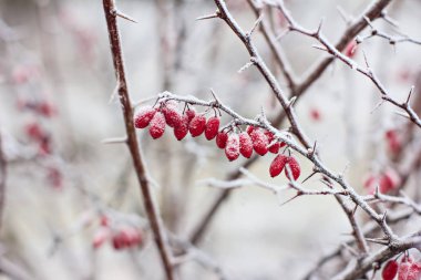 Kızamık meyveler. Kızamık dalı. Kızamık Frost dalları üzerinde. Kış arka plan.