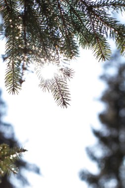 Çam dalları içinde belgili tanımlık kar. Beyaz Noel ağacına. Noel tatil arka plan 