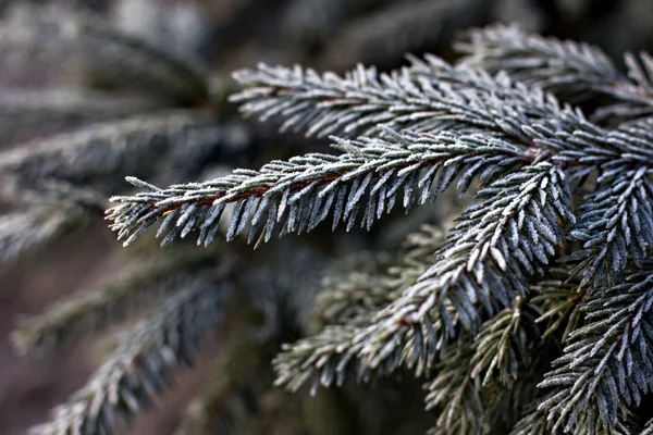 Ramas Abeto Nieve Árbol Navidad Blanco Navidad Vacaciones Fondo — Foto de Stock