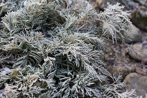 Spruce Grenar Snön Julgran Vitt Jul Semester Bakgrund — Stockfoto