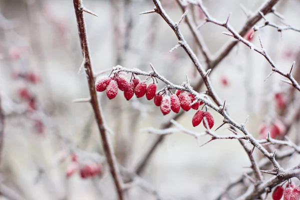 Kızamık Meyveler Kızamık Dalı Kızamık Frost Dalları Üzerinde Kış Arka — Stok fotoğraf