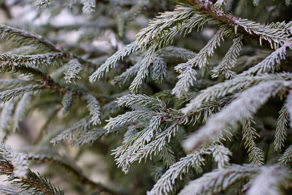 Çam Dalları Içinde Belgili Tanımlık Kar Beyaz Noel Ağacına Noel — Stok fotoğraf