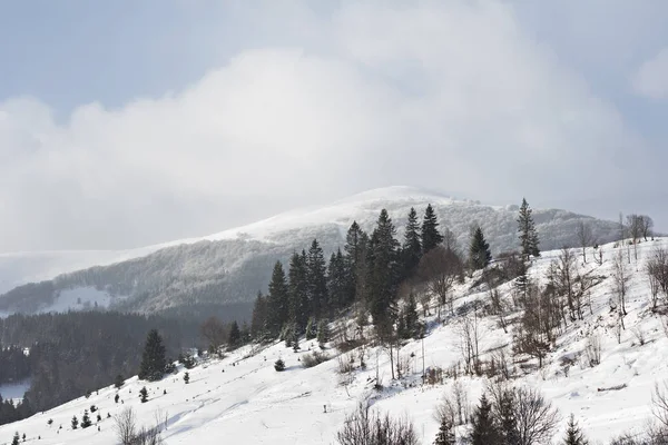 Winter Berglandschap Bergen Sneeuw Eerste Sneeuw Bergen Twilight Berg Weide — Stockfoto