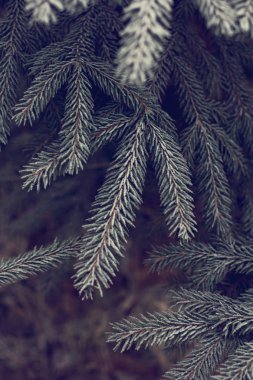 Çam dalları içinde belgili tanımlık kar. Beyaz Noel ağacına. Noel tatil arka plan 