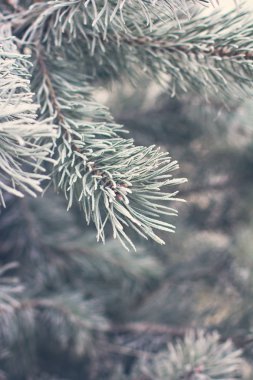 Çam dalları içinde belgili tanımlık kar. Beyaz Noel ağacına. Noel tatil arka plan 