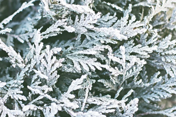 Ramas Abeto Nieve Árbol Navidad Blanco Navidad Vacaciones Fondo — Foto de Stock