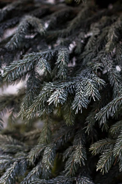 Spruce branches in the snow. Christmas tree on white.  Christmas Holidays Background