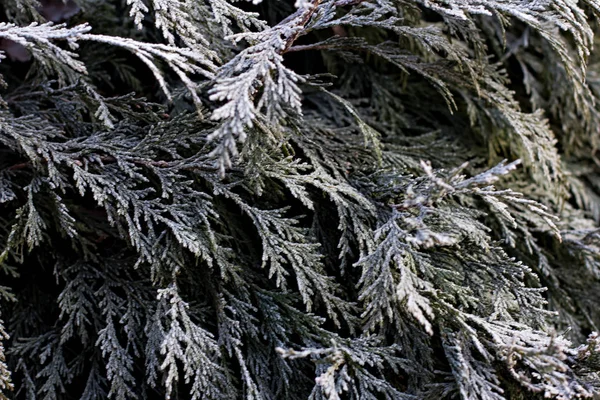 云杉在雪地里枝条 圣诞树在白色 圣诞假期背景 — 图库照片