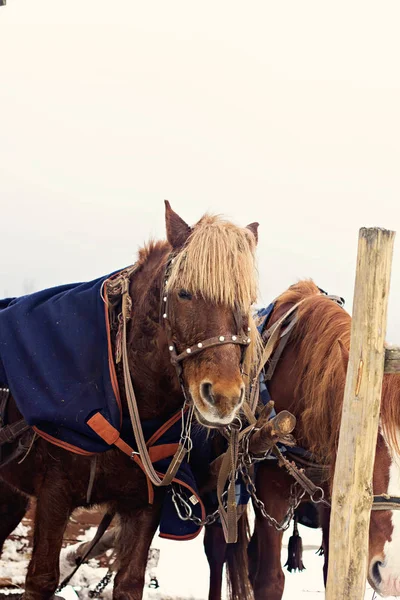 Pferde Rodeln Winter Pferdefuhrwerk Mit Kutsche Verschneiten Dorf Pferde Geschirr — Stockfoto