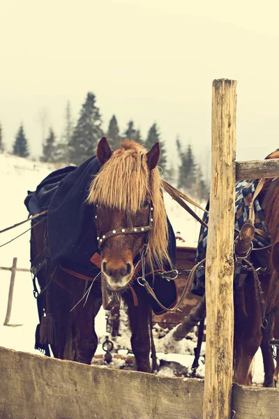 Horses in sledding in winter.  Horses cart with a carriage in the snowy village. Horses in harness. Winter sleigh rides pulled by horses in falling snow.  Harnessed to the sled equine.