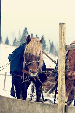 Kışın halletme içinde atlar. Karlı köyü bir arabası at arabası. Koşum atı. Kış kızak yağan kar içinde atlar tarafından çekilen sürmek. Kızak atlar için harnessed. 