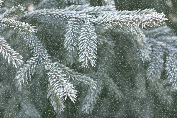 Rami Abete Rosso Nella Neve Albero Natale Bianco Vacanze Natale — Foto Stock