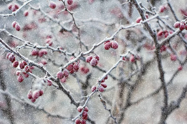 Berries Barberry Barberry Branch Barberry Frost Branches Winter Background — Stock Photo, Image