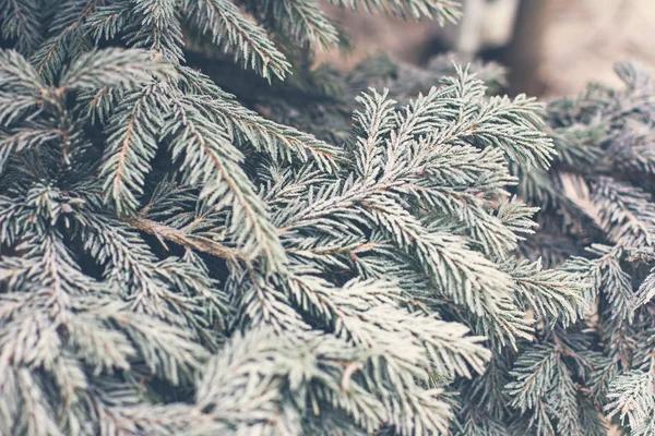 Rami Abete Rosso Nella Neve Albero Natale Bianco Vacanze Natale — Foto Stock