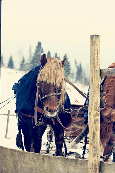 Caballos Trineo Invierno Carro Caballos Con Carruaje Pueblo Nevado Caballos —  Fotos de Stock