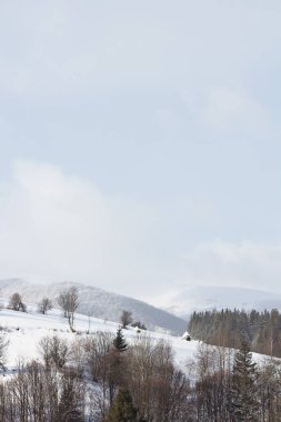 Kış dağ manzarası. Kar dağlarda. İlk kar dağlarda. Karpat Dağları'nda ilk buz kaplı dağ çayır üzerinde Alacakaranlık.
