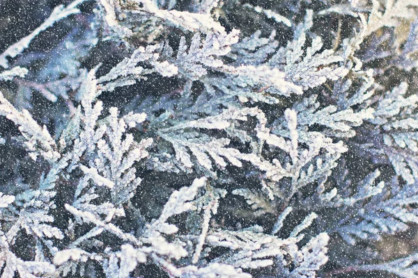 雪の中でスプルースの枝 ホワイトのクリスマス ツリー クリスマスの休日の背景 — ストック写真