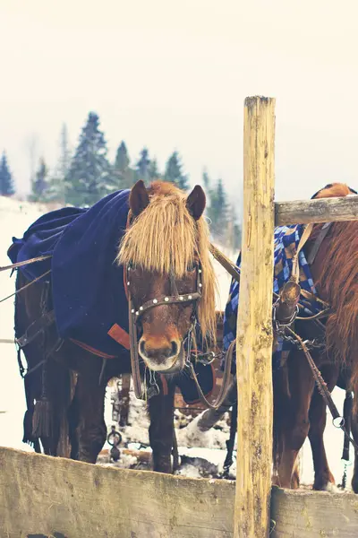 Cavalos Trenó Inverno Carrinho Cavalos Com Uma Carruagem Aldeia Nevada — Fotografia de Stock