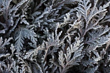 Çam dalları içinde belgili tanımlık kar. Beyaz Noel ağacına. Noel tatil arka plan 