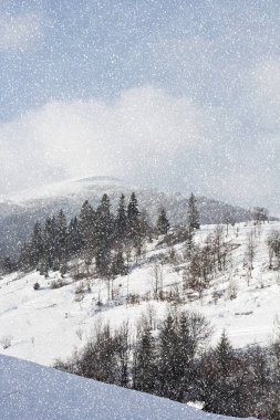Kış dağ manzarası. Kar dağlarda. İlk kar dağlarda. Karpat Dağları'nda ilk buz kaplı dağ çayır üzerinde Alacakaranlık.
