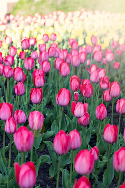 Field, flower bed with pink tulips.  multicolored tulips in the garden.  Bed of tulips.