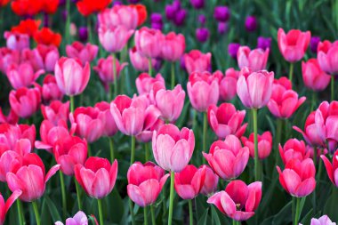 Tarla, pembe laleli çiçek tarlası. Bahçede çok renkli laleler. Lale yatağı. 