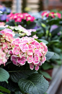 Ortanca çiçek (Hydrangea macrophylla) bir bahçede mor. Ortanca, yumuşak odak, gürültü eklendi. Güzel çiçekler. Doğada güzellik. Hydrangea macrophylla - çiçek çiçek pazarında güzel bush