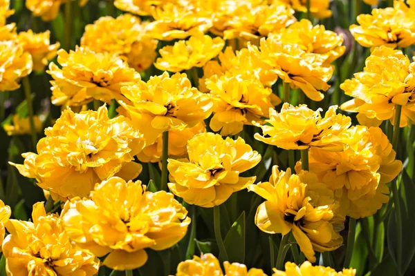 Pola Kwiat Łóżko Withyellow Tulipany Wielobarwny Tulipany Ogrodzie Łóżko Tulipanów — Zdjęcie stockowe