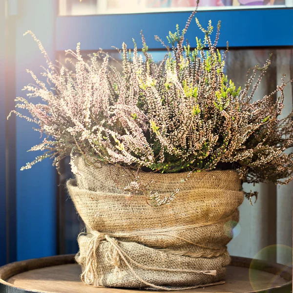 Kruka Med Ljung Stilleben Med Ljung Lerkruka — Stockfoto