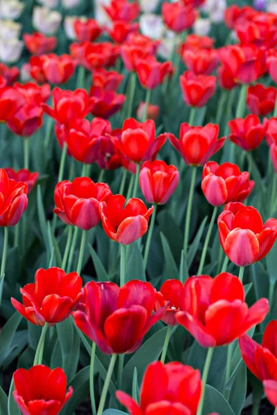 Field Flower Bed Red Tulips Multicolored Tulips Garden Bed Tulips Royalty Free Stock Photos
